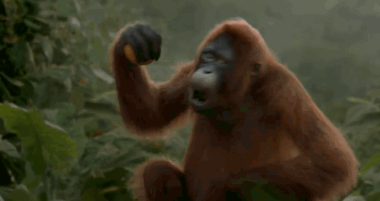 Singe GIFs Gratuitement Singes Mignons Dr les Et Dansants