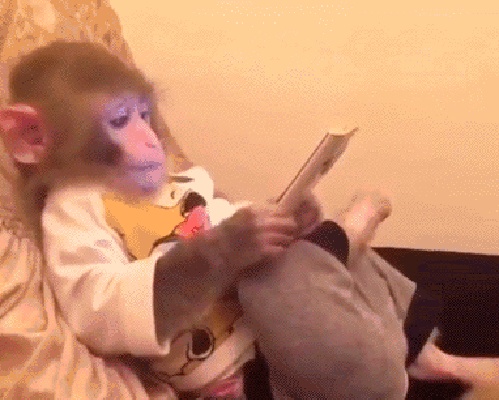 Affen GIFs - Süße, lustige, tanzende Affen auf GIF-Animationen