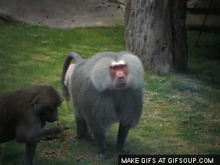 Le GIF con scimmie carine, divertenti e danzanti