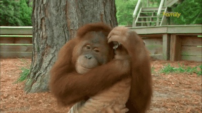 Affen GIFs - Süße, lustige, tanzende Affen auf GIF-Animationen