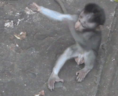 Singe GIFs gratuitement - Singes mignons, drôles et dansants