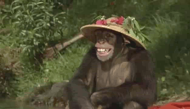 Monkey GIFs Cute Funny Dancing Monkeys On GIF Animations