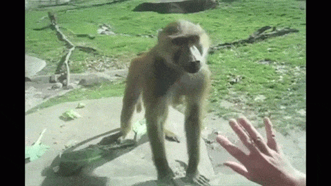 Monkey GIFs Cute Funny Dancing Monkeys On GIF Animations