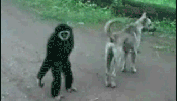 Monkey GIFs - Cute, Funny, Dancing Monkeys on GIF Animations