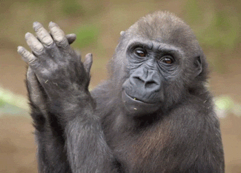 Monkey GIFs Cute Funny Dancing Monkeys On GIF Animations