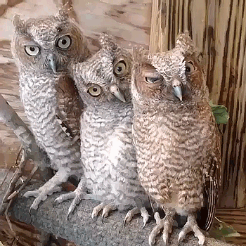 Owls on Animated GIF Images - Funny and Cute Owlets