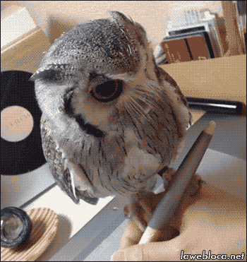 Owls on Animated GIF Images - Funny and Cute Owlets