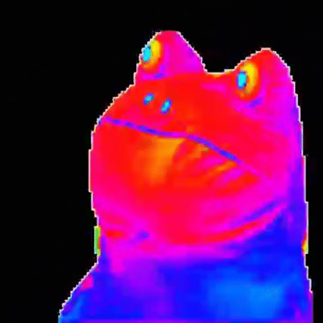 rainbow-frog-12