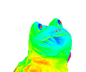 Tęczowa żaba GIFy - Różne wersje tego memu na obrazach animowanych