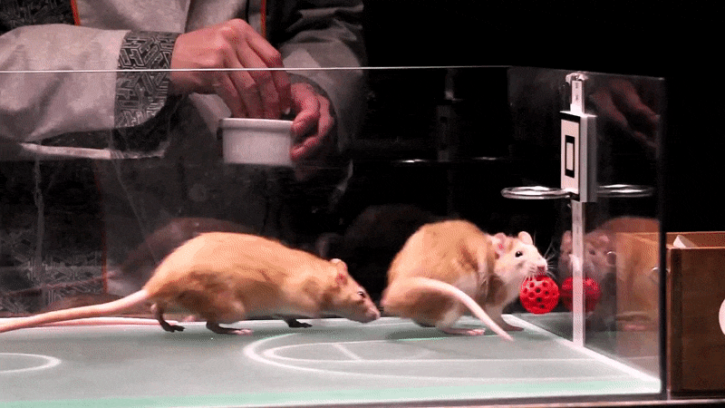 Ratten auf GIFs - 80 animierte Bilder dieser Nagetiere