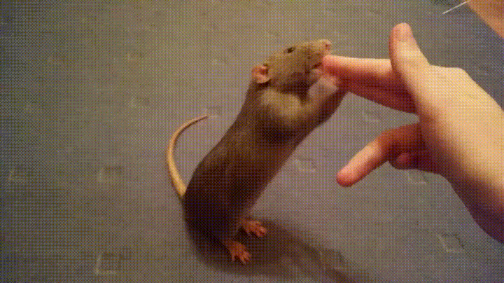 Krysy na GIF - 80 animovaných obrázků těchto hlodavců