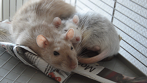 Rats on GIFs - 80 Animated Images of These Rodents