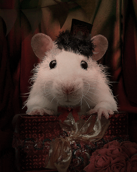 Ratas en GIFs - 80 imágenes animadas de estos roedores