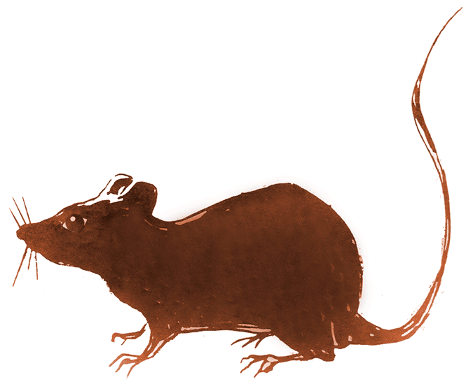 Гифки крыс - 80 анимированных изображений грызунов