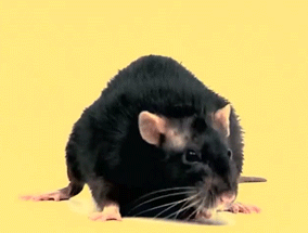 Ratten auf GIFs - 80 animierte Bilder dieser Nagetiere