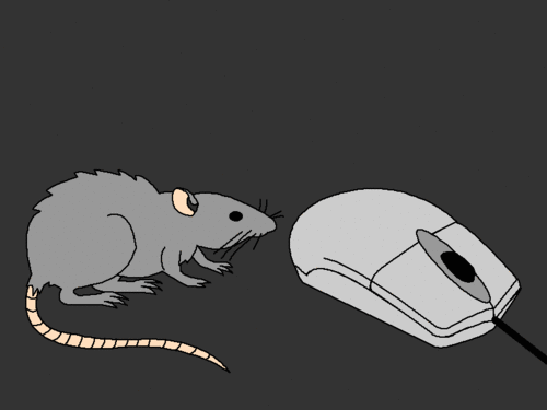 Krysy na GIF - 80 animovaných obrázků těchto hlodavců