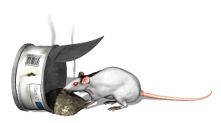 Rats sur GIFs - 80 images animées de ces rongeurs
