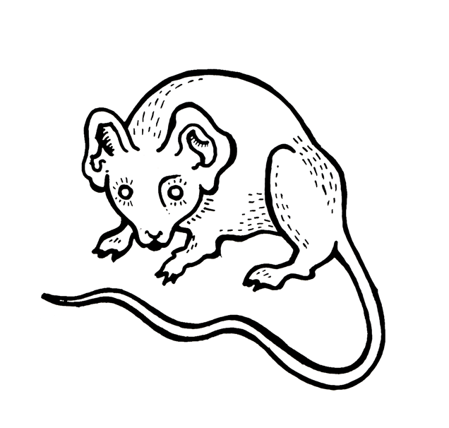 Råttor på GIF - 80 animerade GIF-bilder på dessa gnagare