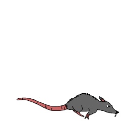 Rats sur GIFs - 80 images animées de ces rongeurs