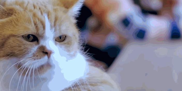 Грустные коты на гифках - 90 печалящихся пушистиков