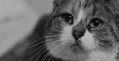 Sad Cats on GIFs - 90 Animated Sorrowful Pussies