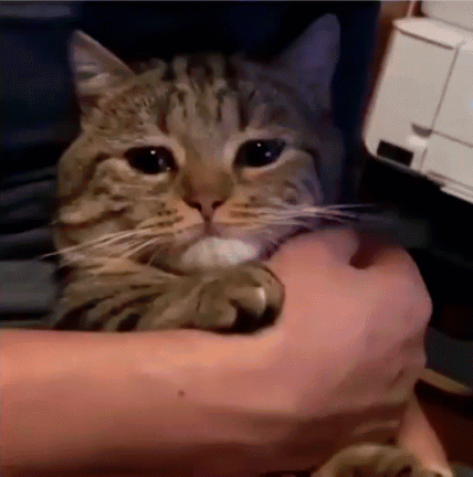 Sad Cats on GIFs - 90 Animated Sorrowful Pussies