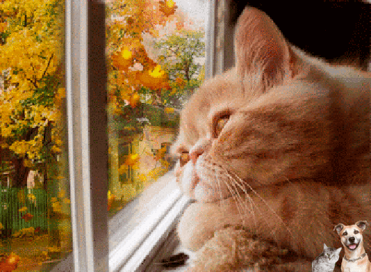 Traurige Katzen auf GIFs - 90 animierte traurige Tiere