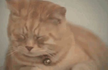 Des chats tristes sur des GIFs - 90 animaux tristes animés