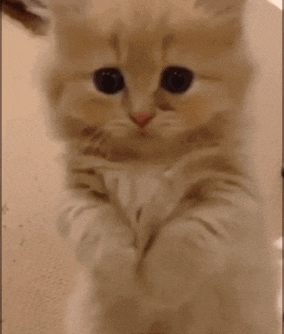 Gatos tristes em GIFs - 90 animais tristes animados