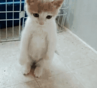 Gatti tristi sulle GIF animate - 90 animali domestici addolorati