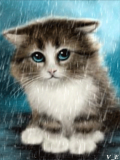 Smutné kočky na GIFech - 90 animovaných smutných mazlíčků