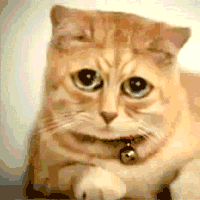 Gatos tristes em GIFs - 90 animais tristes animados | USAGIF.com