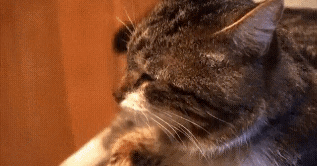 Грустные коты на гифках - 90 печалящихся пушистиков