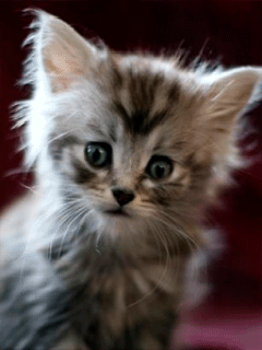 Gatos tristes em GIFs - 90 animais tristes animados