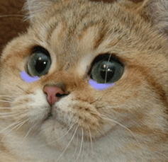 Gatos tristes en GIFs - 90 mascotas tristes animadas