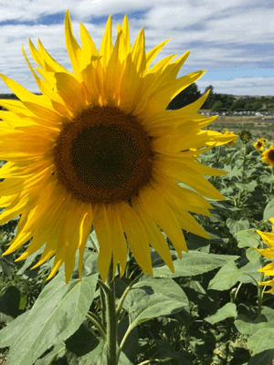 Sunflower GIFs - 95 Beautiful GIF Animations for Free