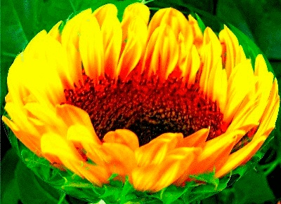 GIFy słonecznikowy - 95 pięknych animacji GIF za darmo