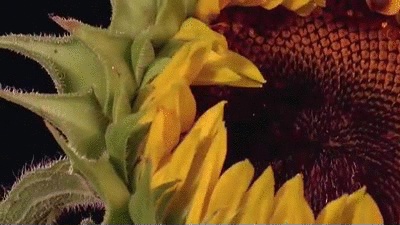 GIFs de girassol - 95 lindas animações gif de graça