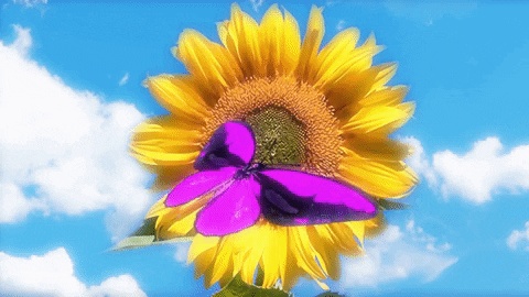 GIFs de girasol - 95 hermosas animaciones GIF gratis