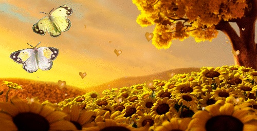GIFy słonecznikowy - 95 pięknych animacji GIF za darmo
