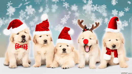 20-dog-christmas-snowing-usagif