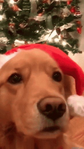 Christmas Dogs GIFs