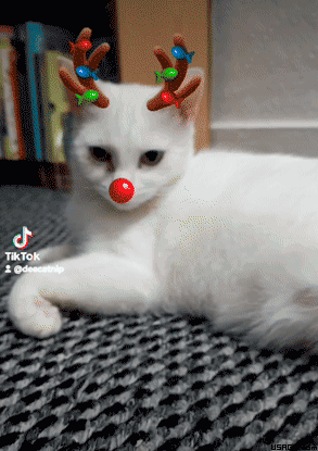 Cat Christmas GIFs