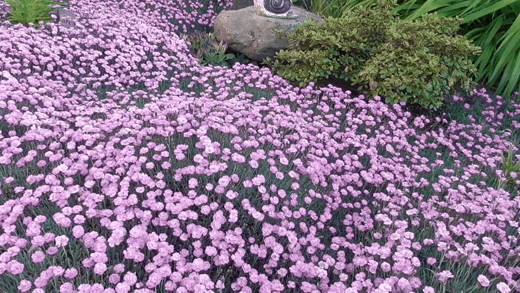GIFs de claveles en flor