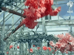 Blooming Carnations GIFs