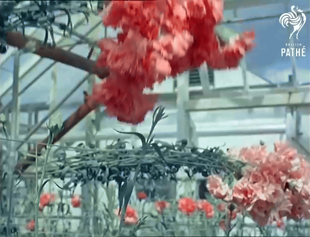 Le GIF di garofani in fiore