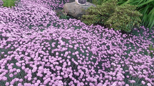 Blommande Nejlikor i GIF-format