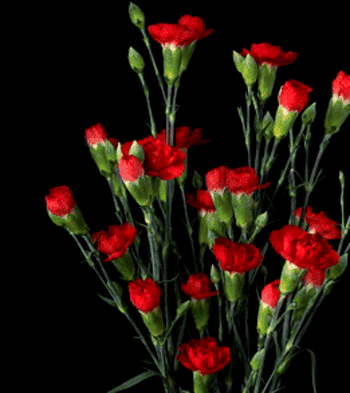 Blommande Nejlikor i GIF-format