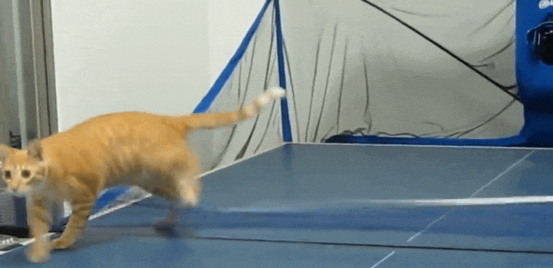 » The best animated GIFs on the internetFunny Cat GIFs  with Sound of Your Favorite Movies