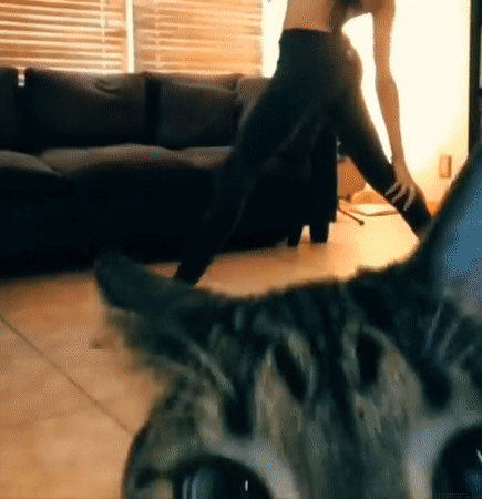 Funny Cats GIFs